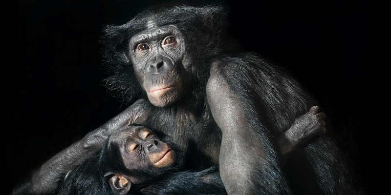 Illustration for article titled Tim Flach's intimate animal portraits reveal nature's human side